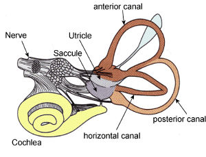 Illustration for article titled Five Science 'Facts' You Learned At School That Are Plain Wrong